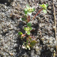 Image of island purslane