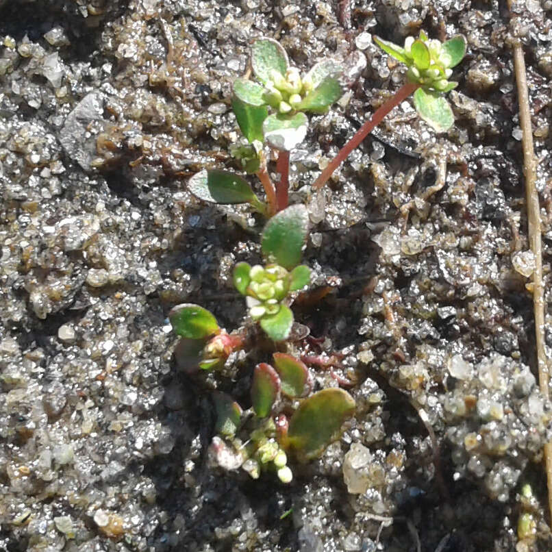 Koenigia islandica L. resmi