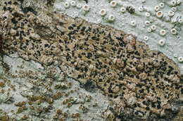 Image of dot lichen