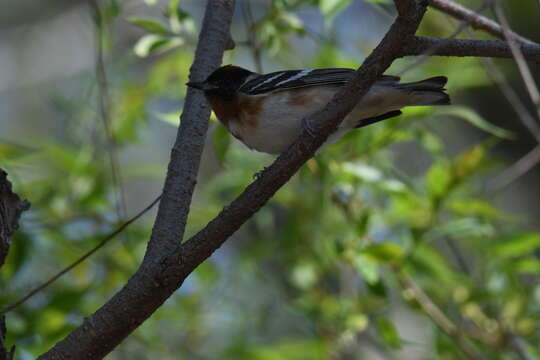 Setophaga castanea (Wilson & A 1810) resmi