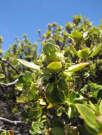 Image of alpine mirrorplant