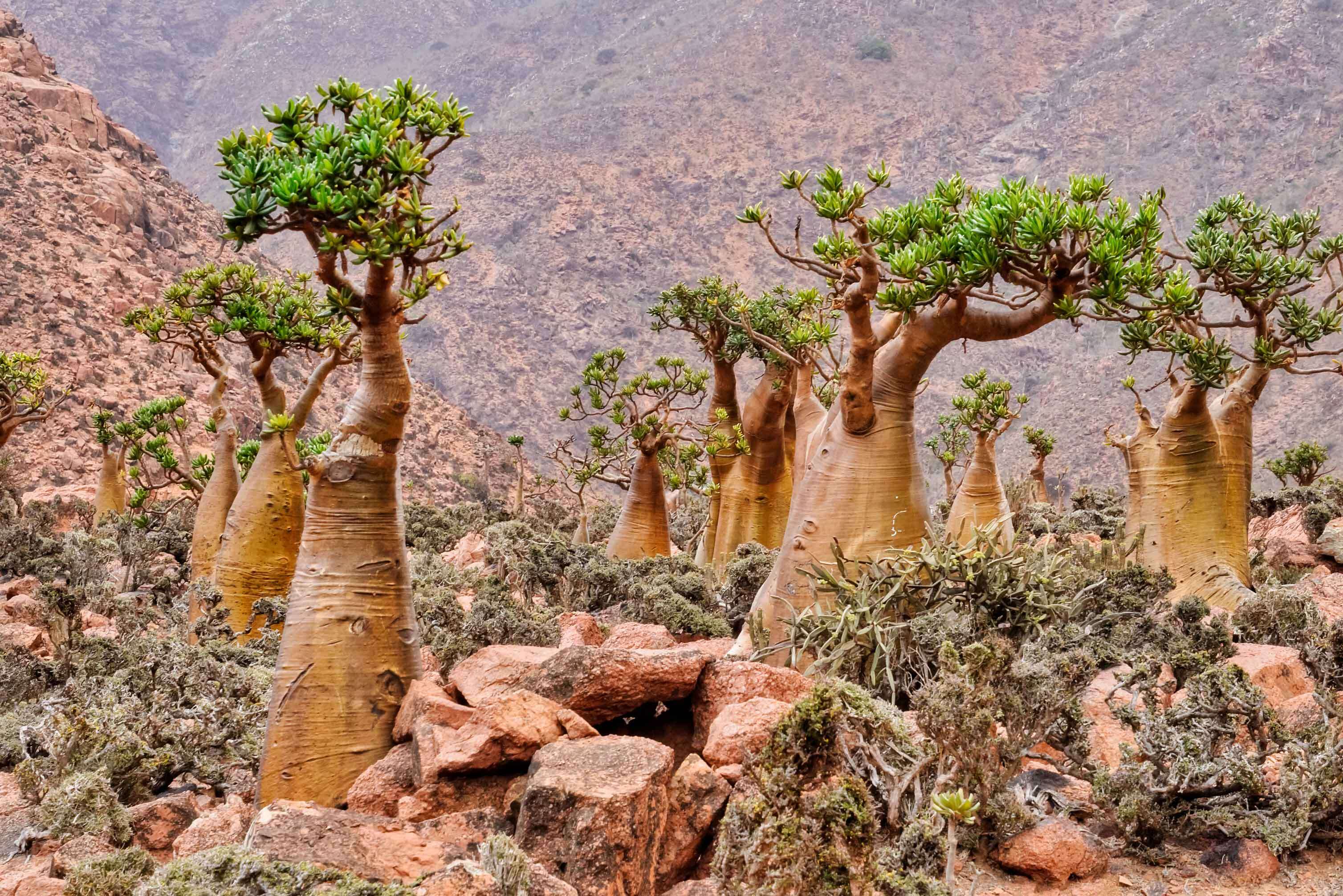 Image de Adenium obesum (Forsk.) Roem. & Schult.