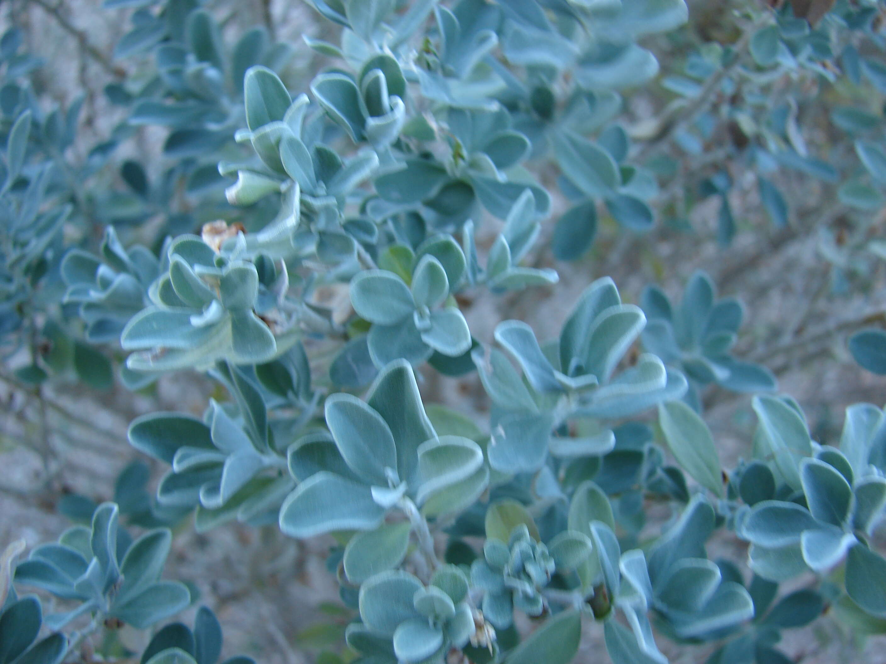 Imagem de Leucophyllum frutescens (Berl.) I. M. Johnston