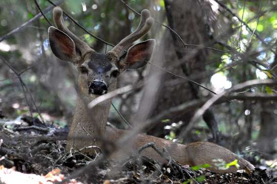 Image of Columbian black-tailed deer