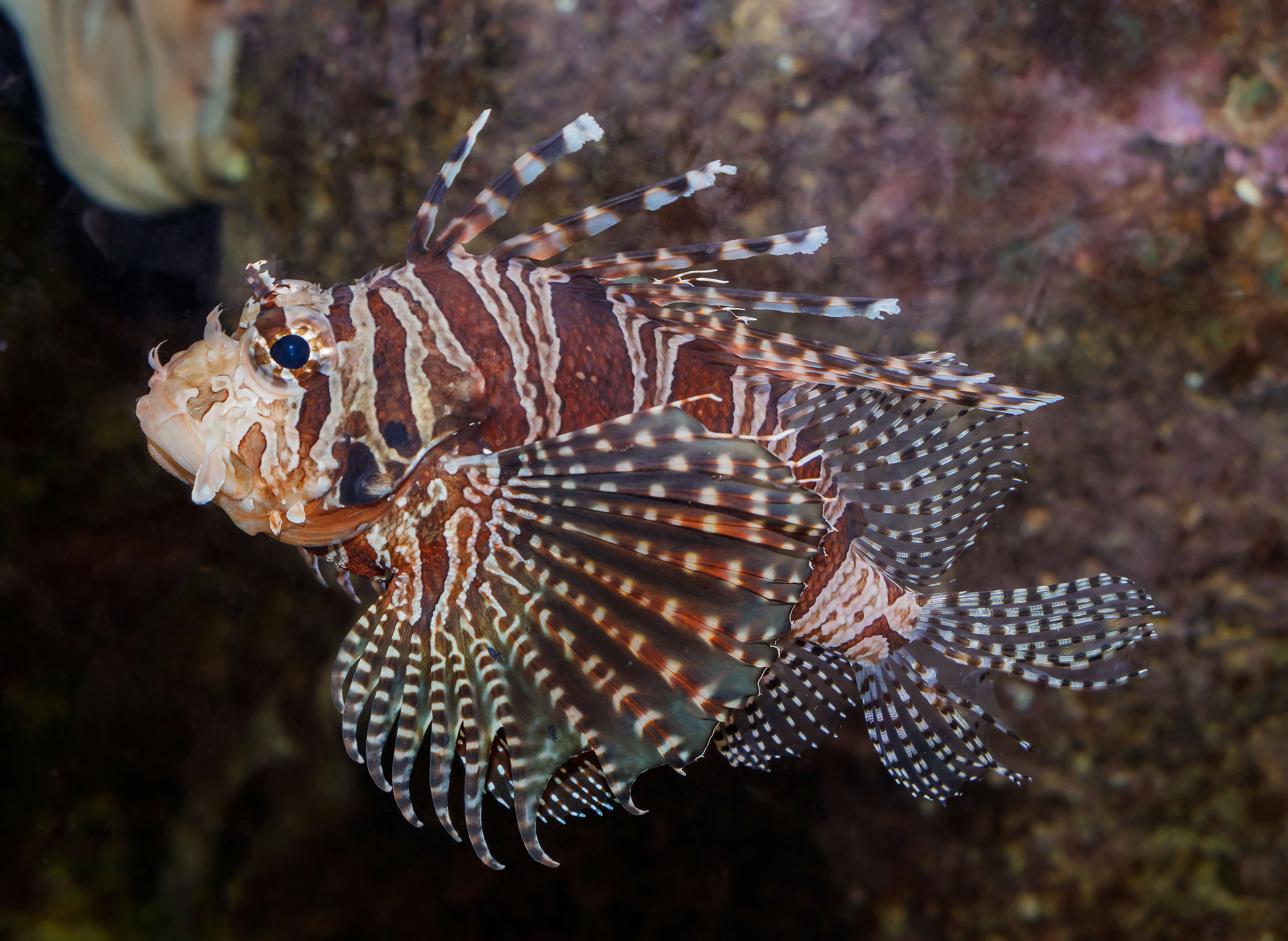 Image of Common lionfish