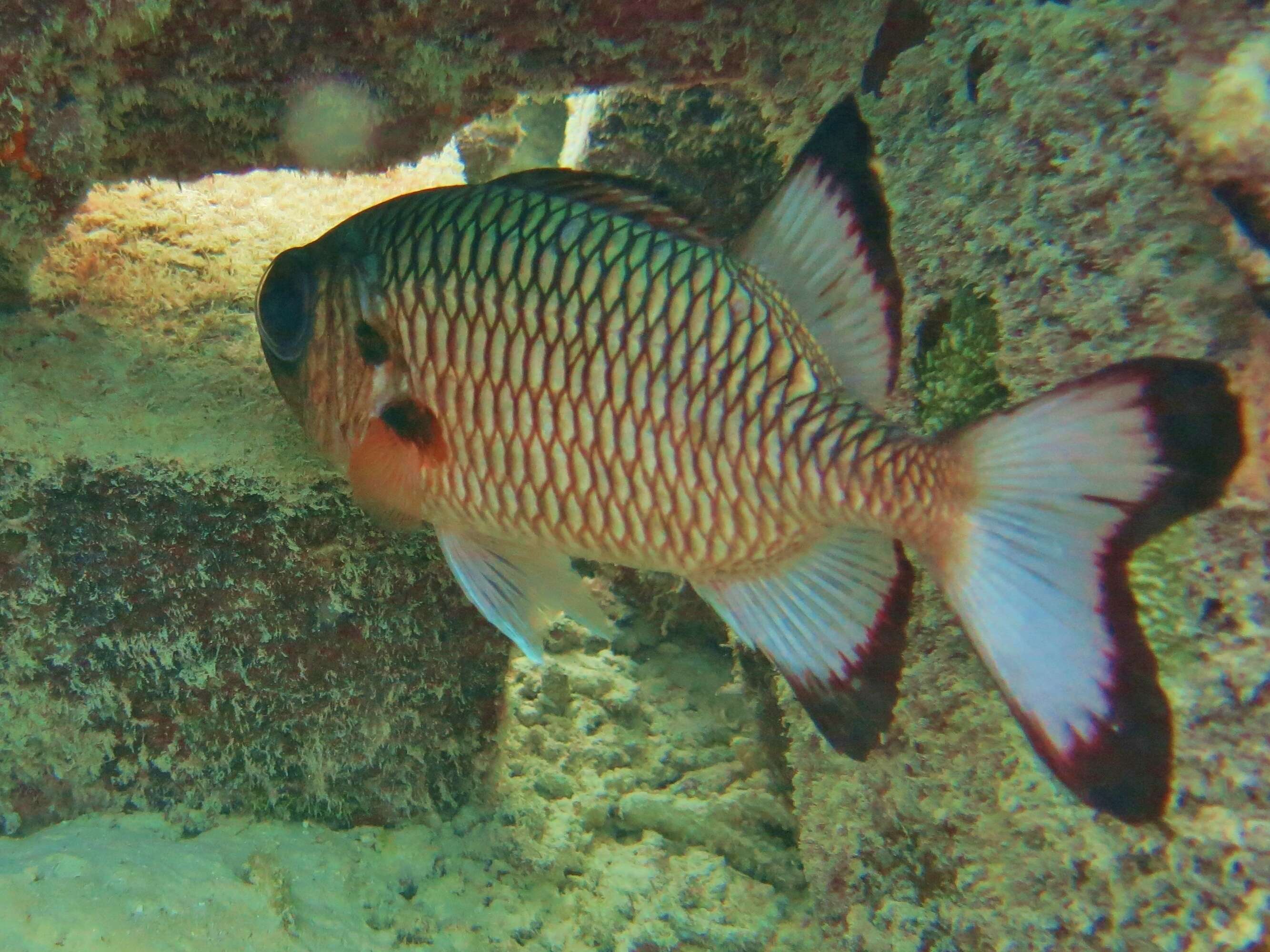 Image of Blackfin Soldierfish