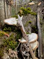 Trametes hirsuta (Wulfen) Lloyd 1924 resmi