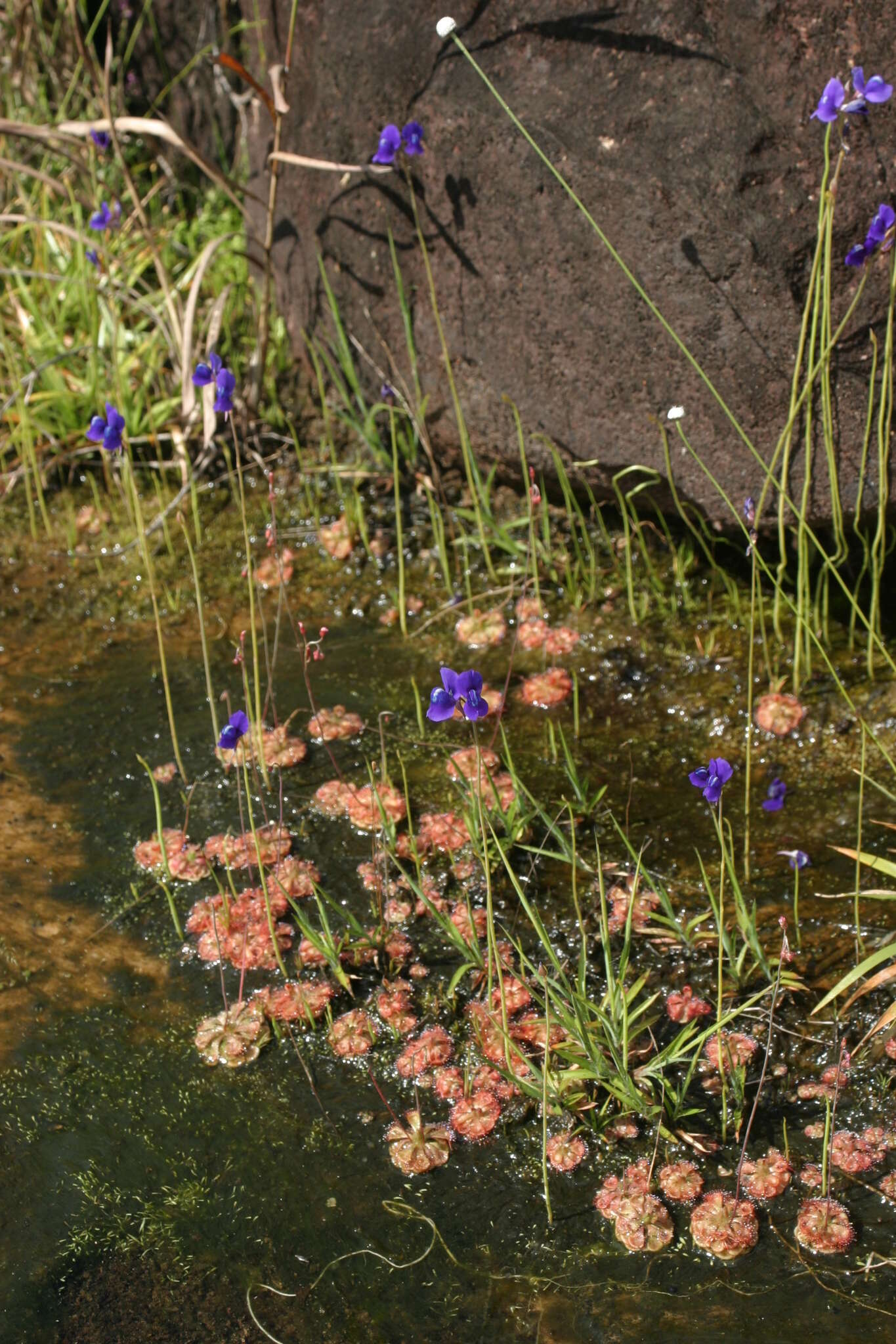 Utricularia delphinioides Thorel ex Pellegr. resmi