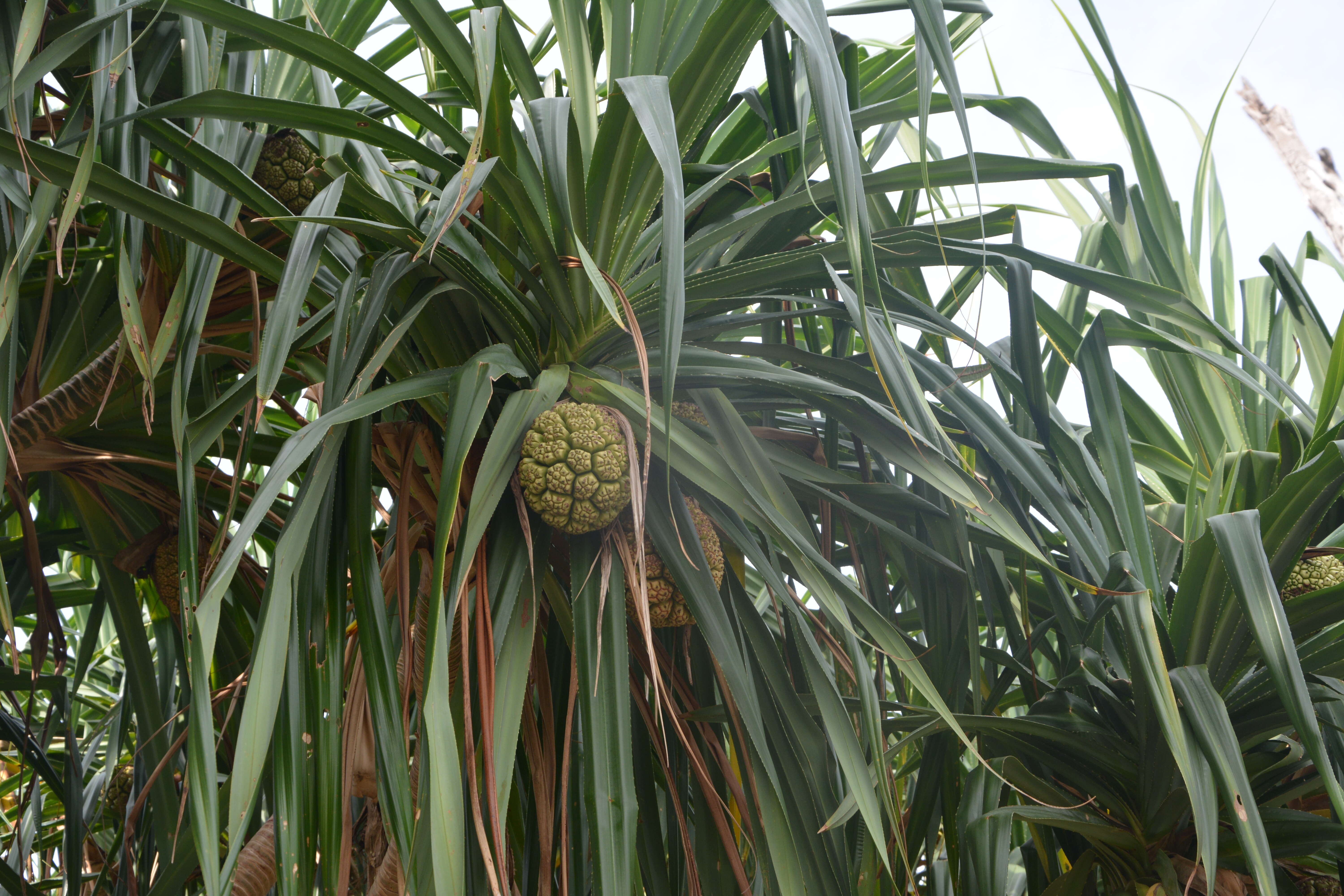 Image de Pandanus dubius Spreng.