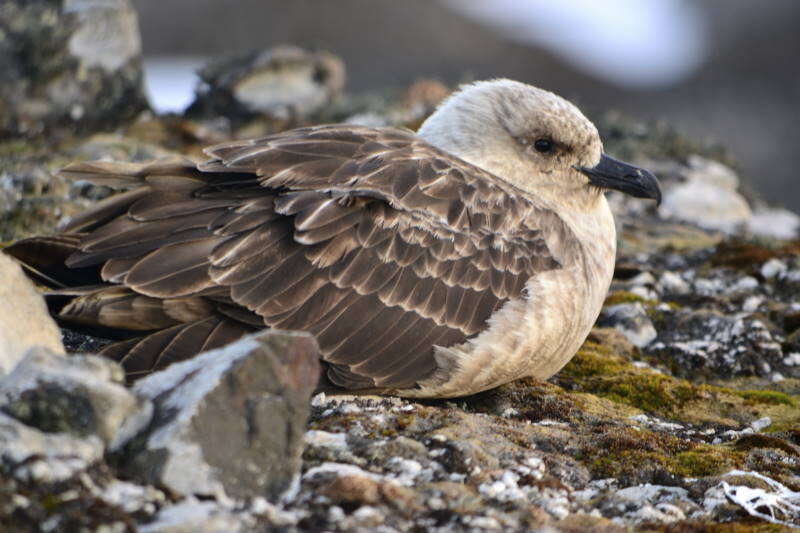 Image of Brown Skua