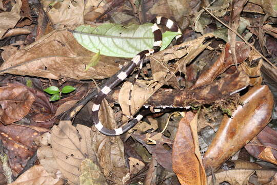 Image of American Snail-eater