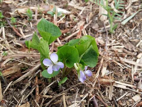 Слика од Viola mirabilis L.