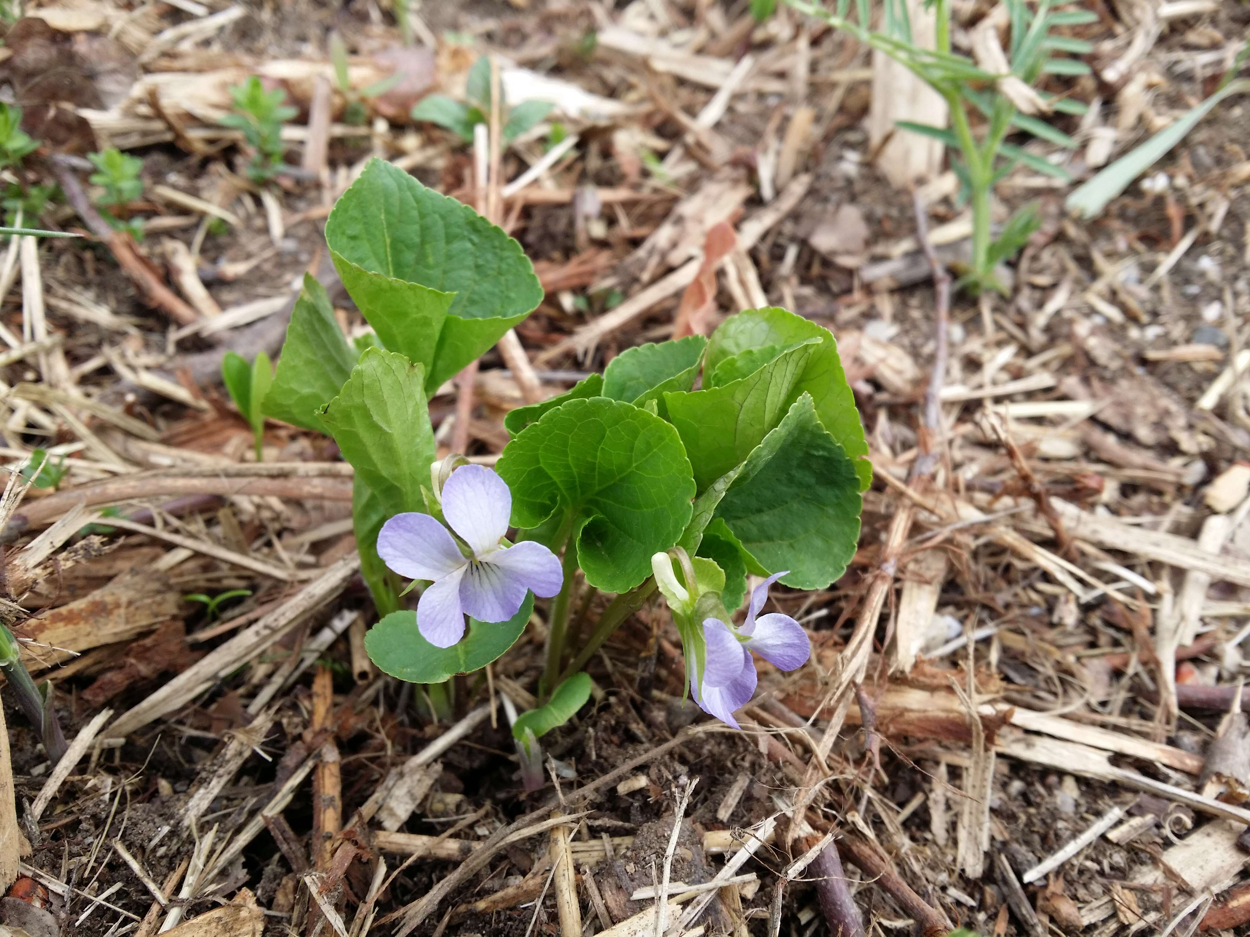 Слика од Viola mirabilis L.