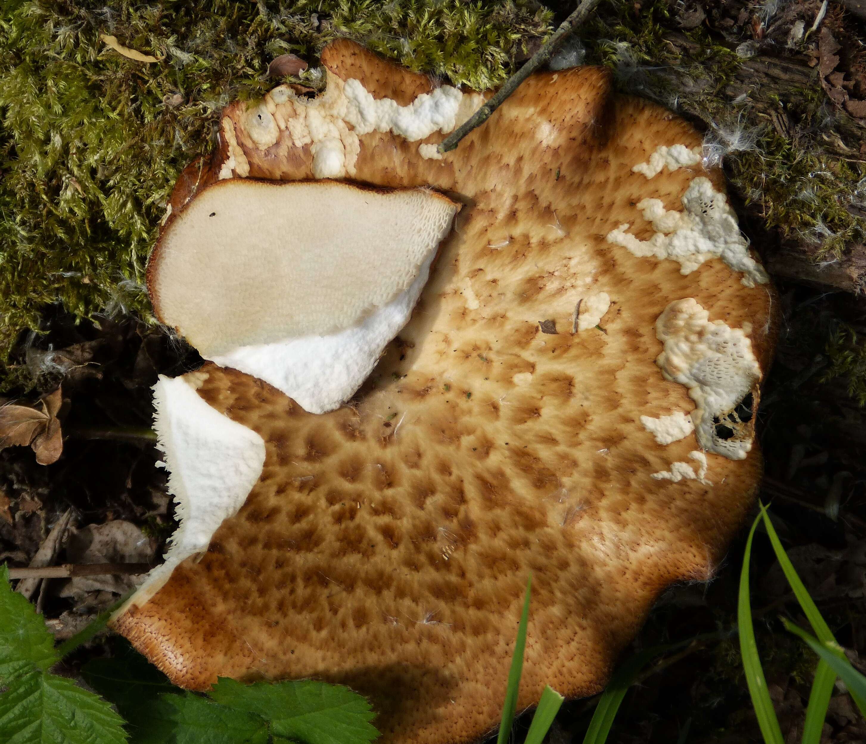 Image of Polyporus tuberaster (Jacq. ex Pers.) Fr. 1821