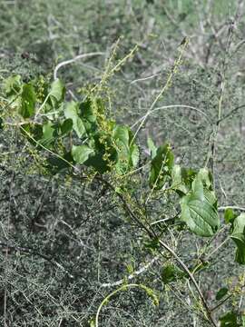 Image of Dioscorea communis (L.) Caddick & Wilkin