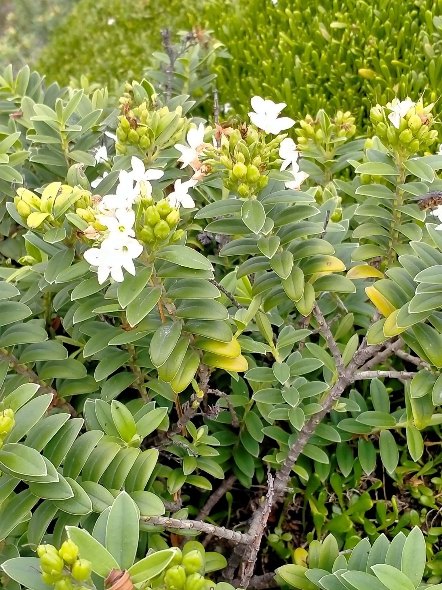 Sivun Veronica elliptica G. Forster kuva