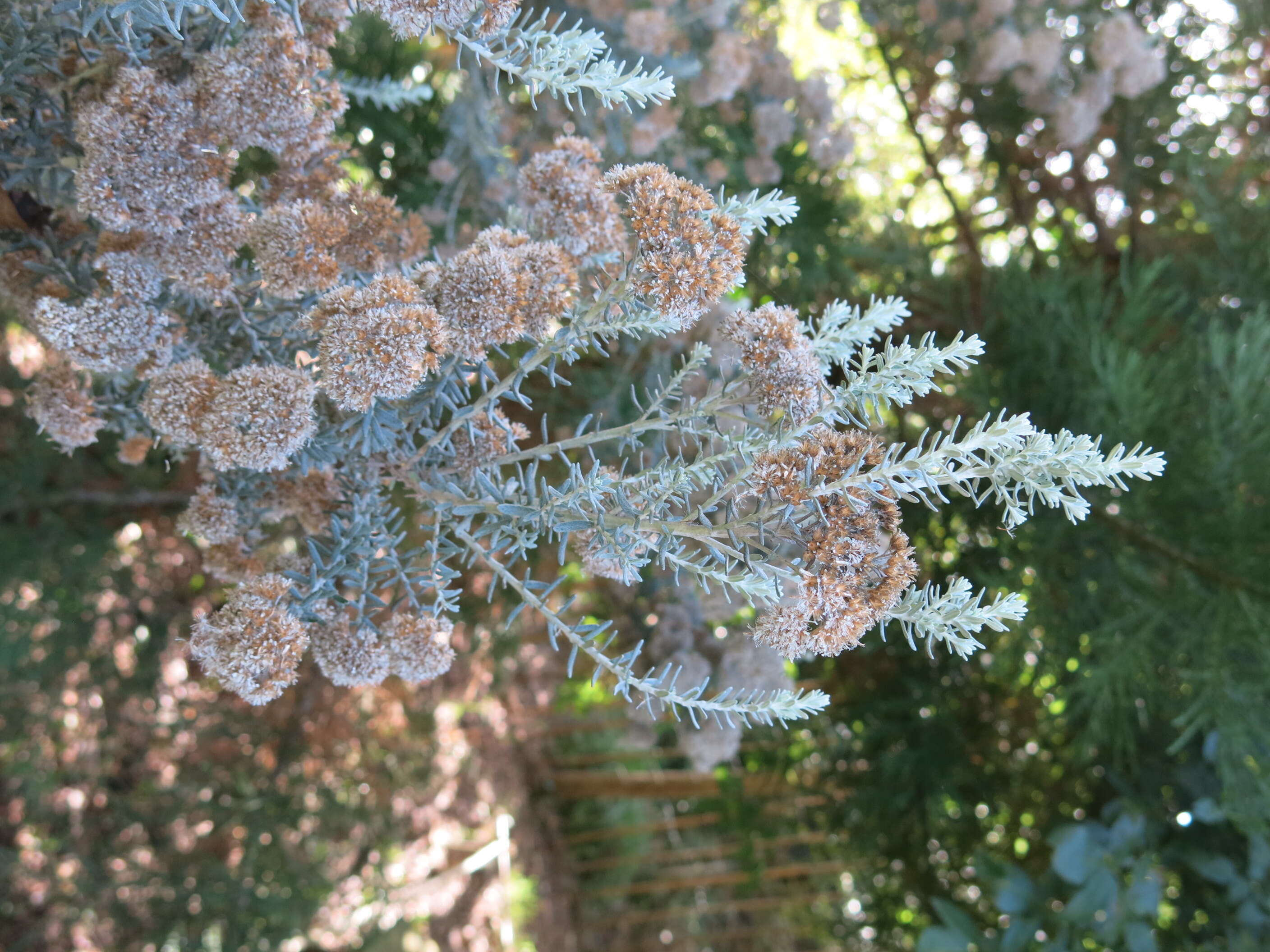 Image de Ozothamnus rosmarinifolius (Labill.) DC.