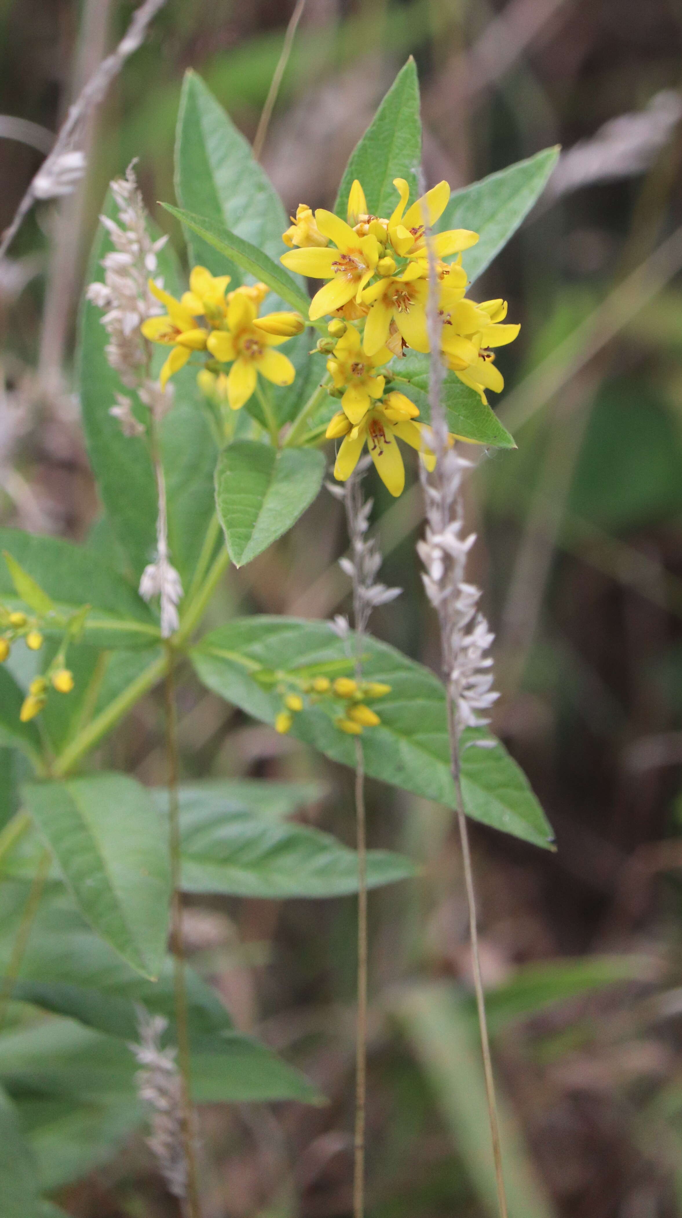 Image of Yellow Loosestrife