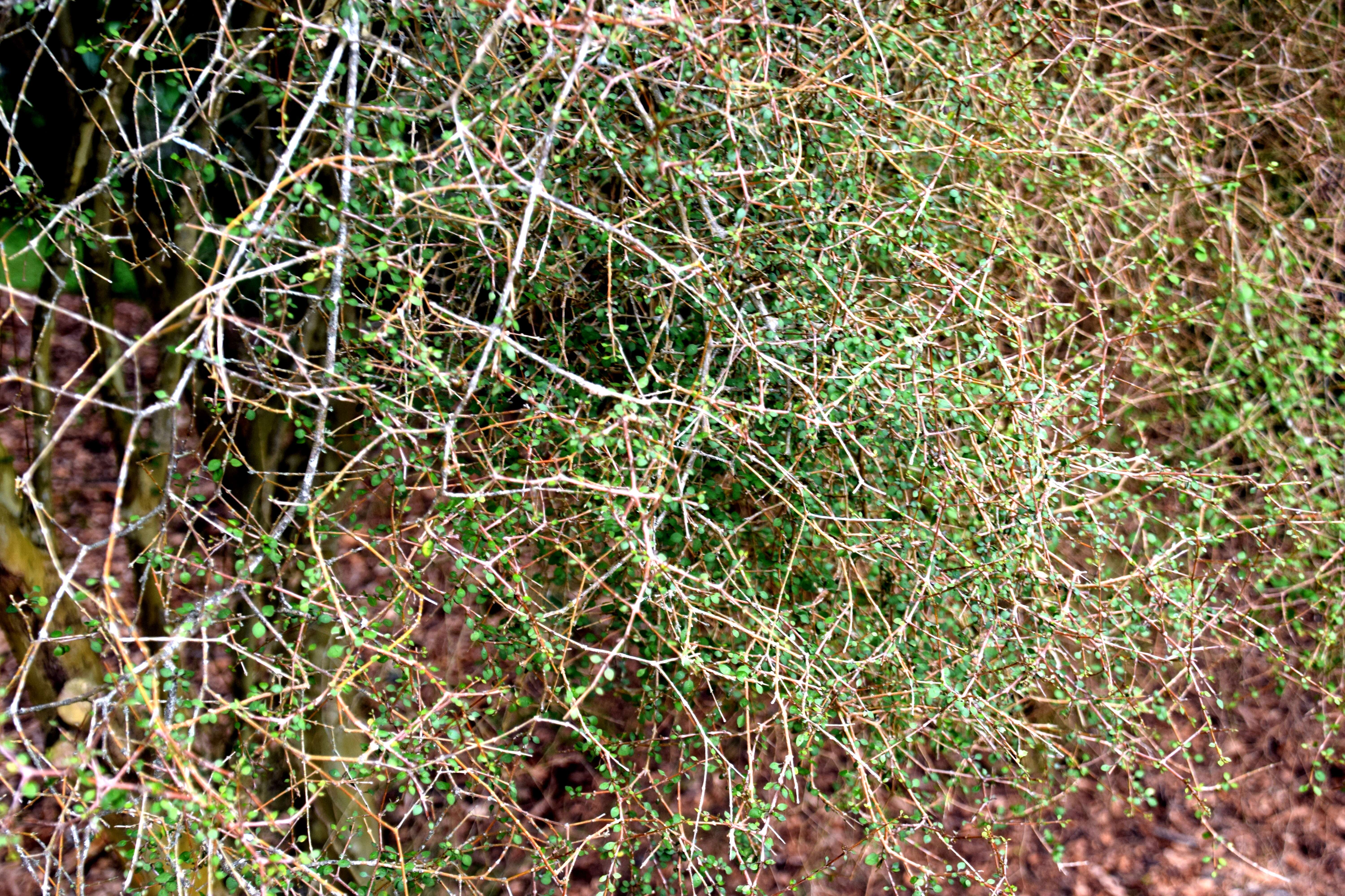 Image of Coprosma virescens Petrie