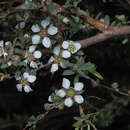 صورة Leptospermum divaricatum Schauer