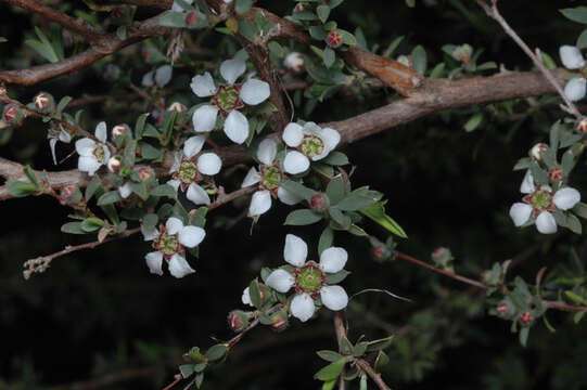 Image of Leptospermum divaricatum Schauer