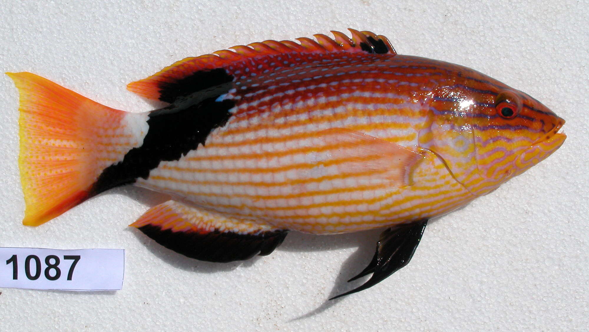 Image of Blackfin hogfish