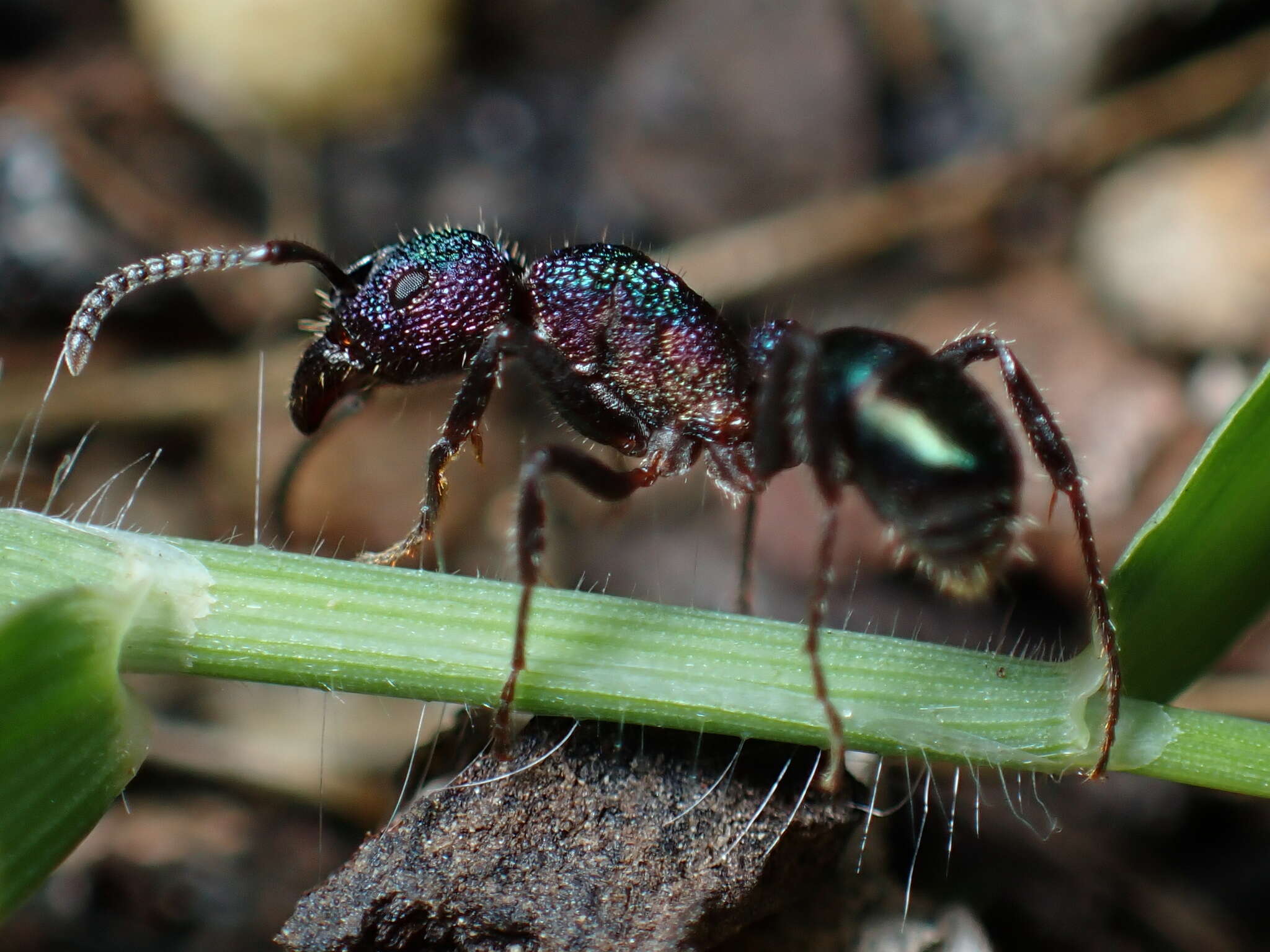 Image of green ant