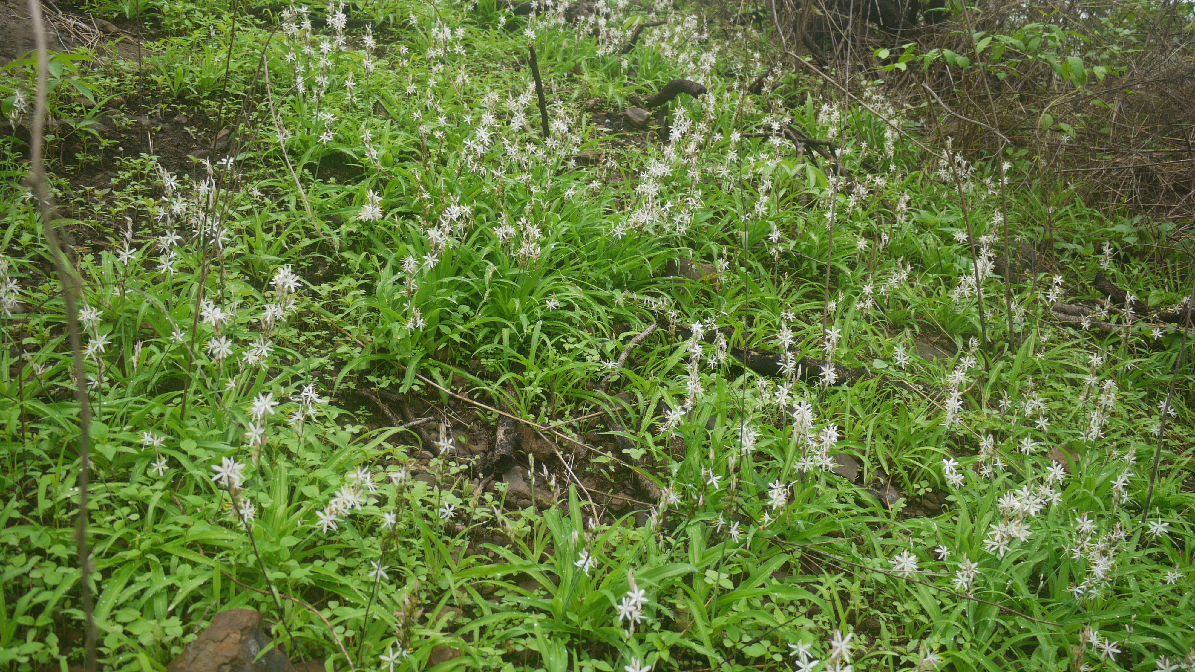 Image of Chlorophytum borivilianum Santapau & R. R. Fern.