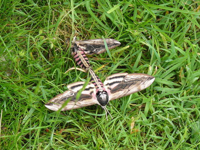 Image of privet hawk-moth