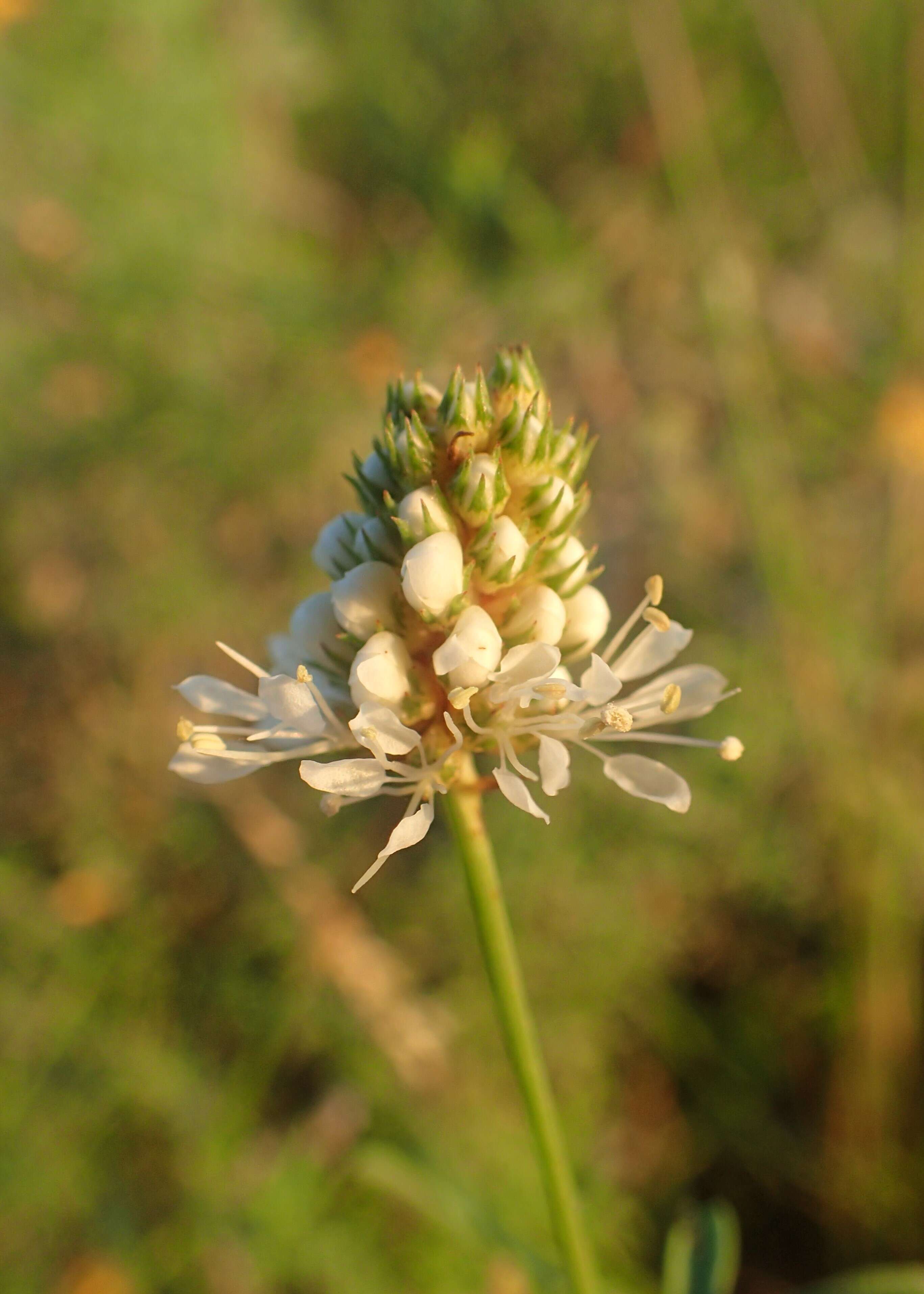 Image of roundhead prairie clover