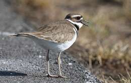 Image of Killdeer