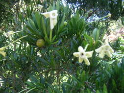 Image of Serpentine Hill raintree