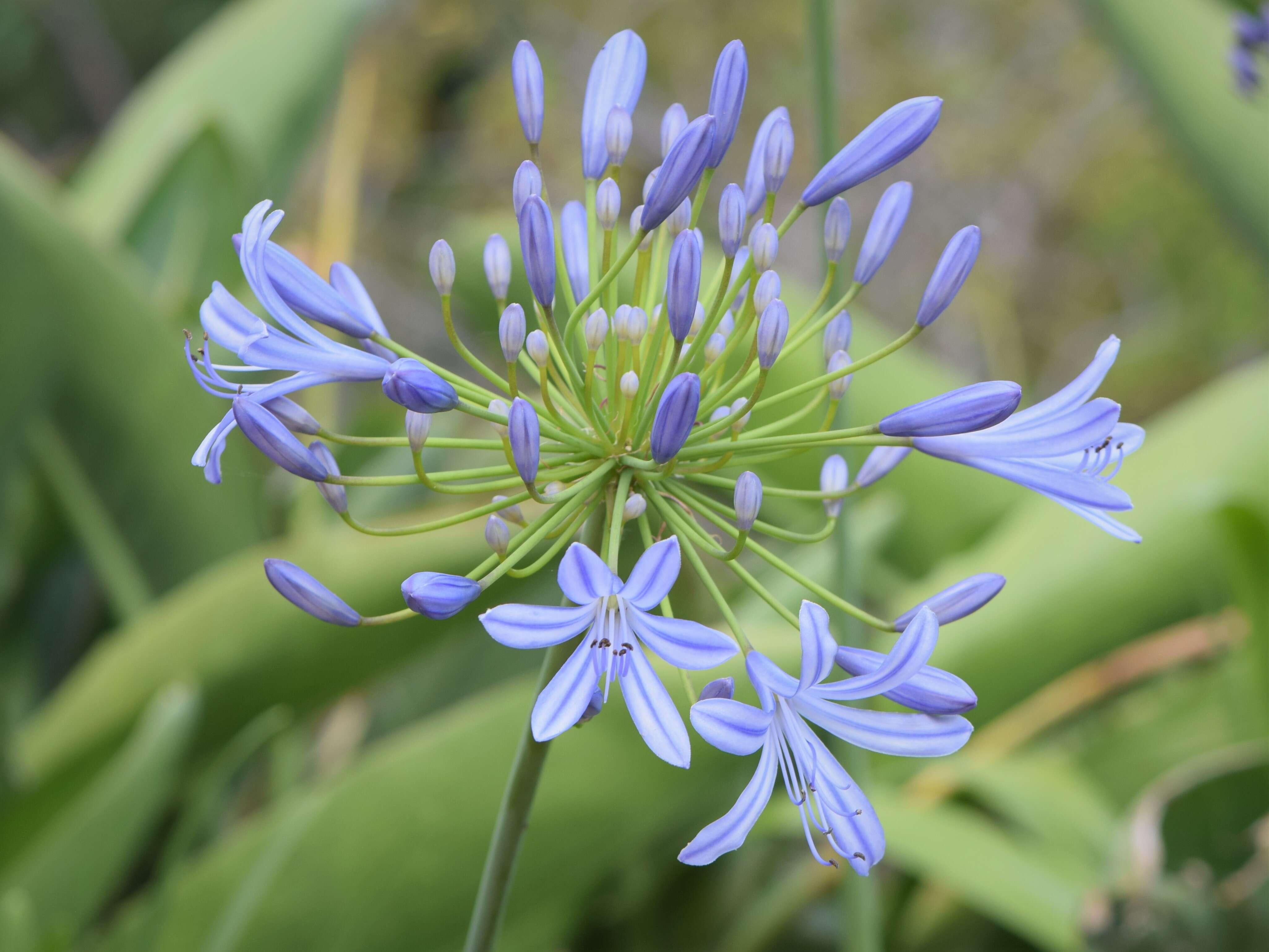 Imagem de Agapanthus africanus (L.) Hoffmanns.