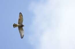 Image of Grey-faced Buzzard