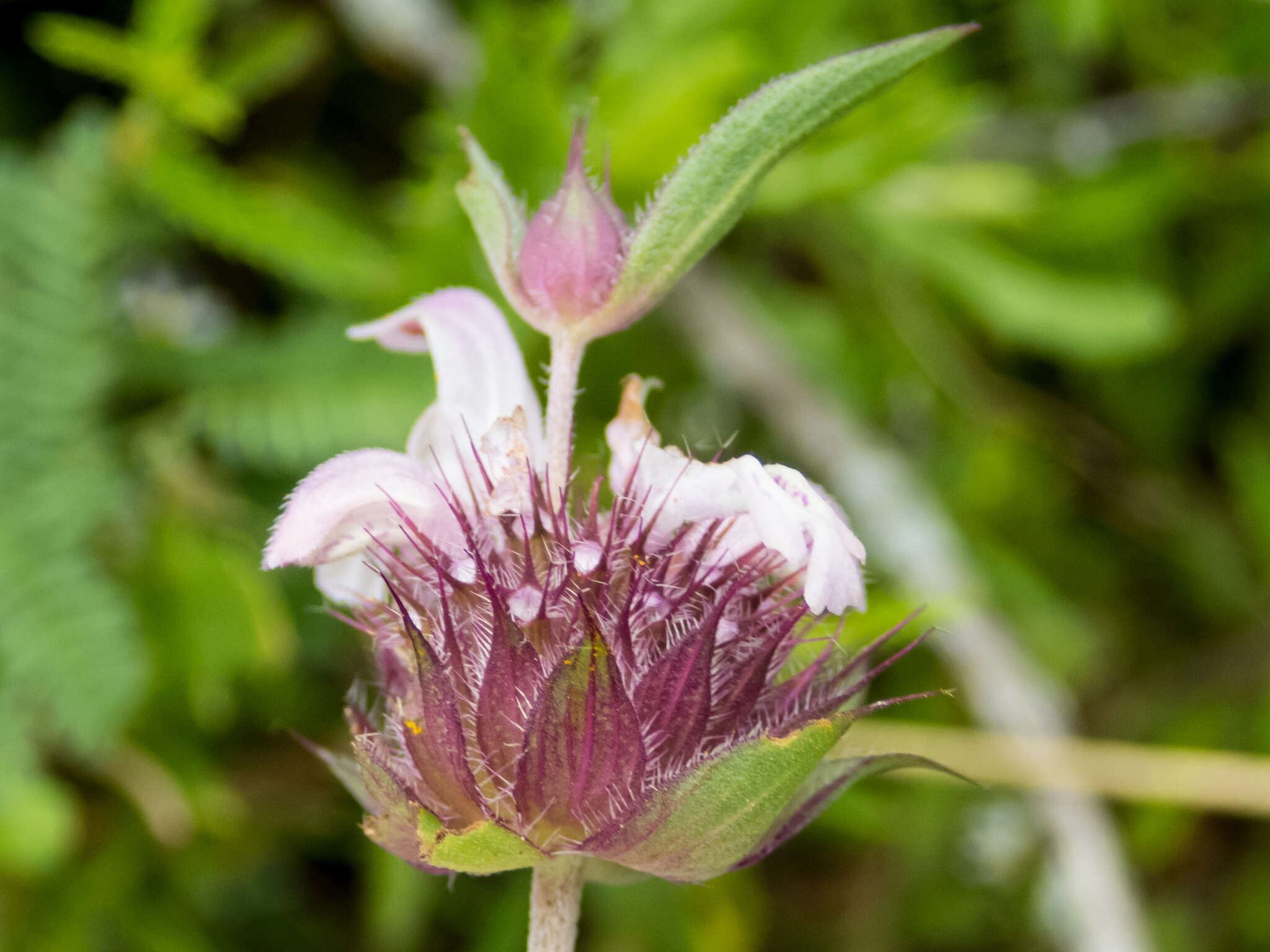 Image of basil beebalm