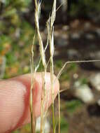 Image of western needlegrass