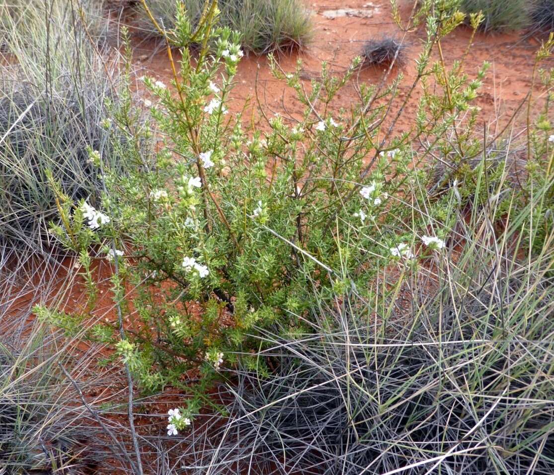 Image of Westringia rigida R. Br.