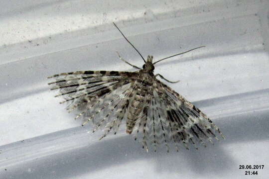 Image of twenty-plume moth