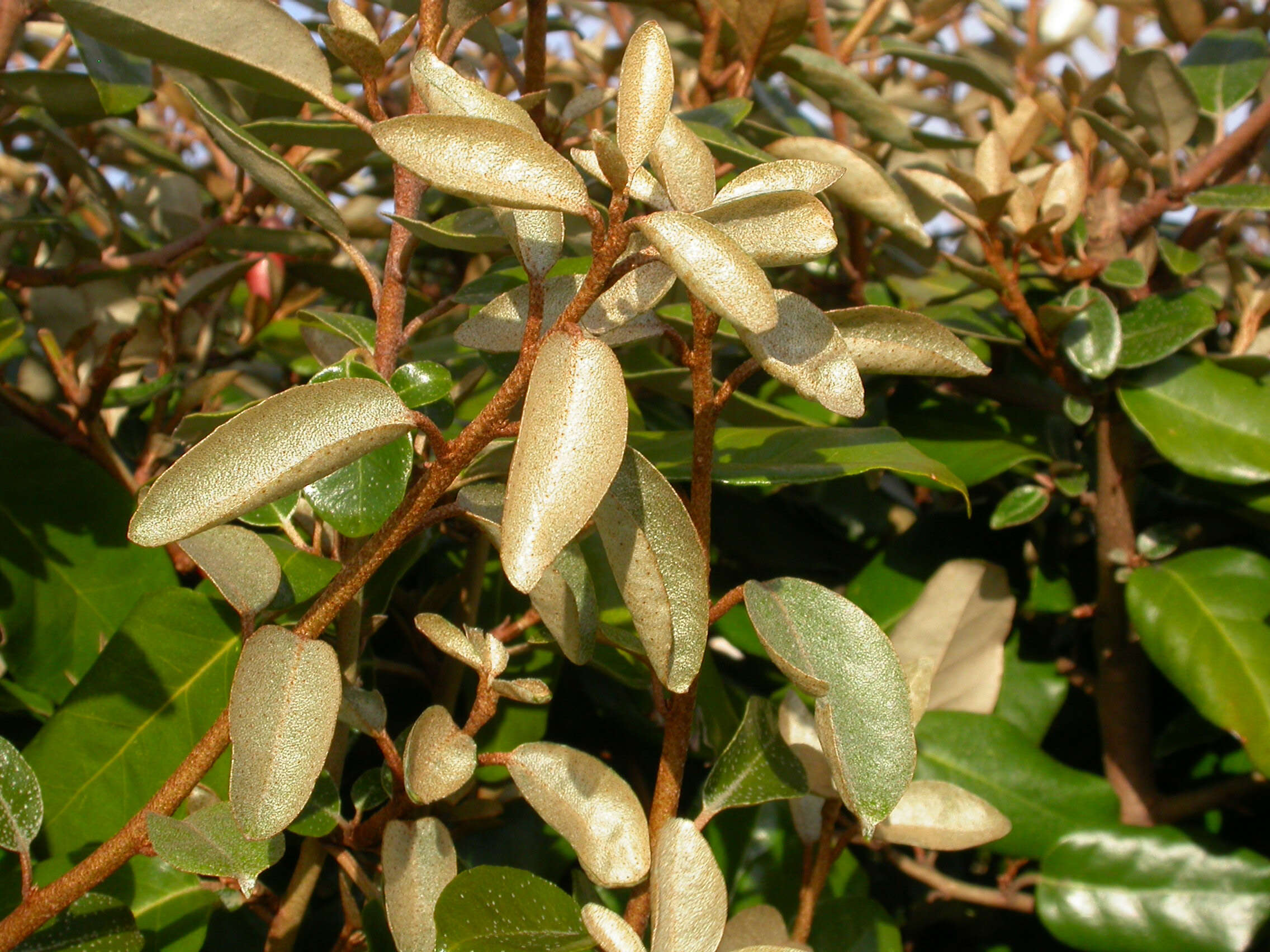 Image of Elaeagnus submacrophylla Serv.