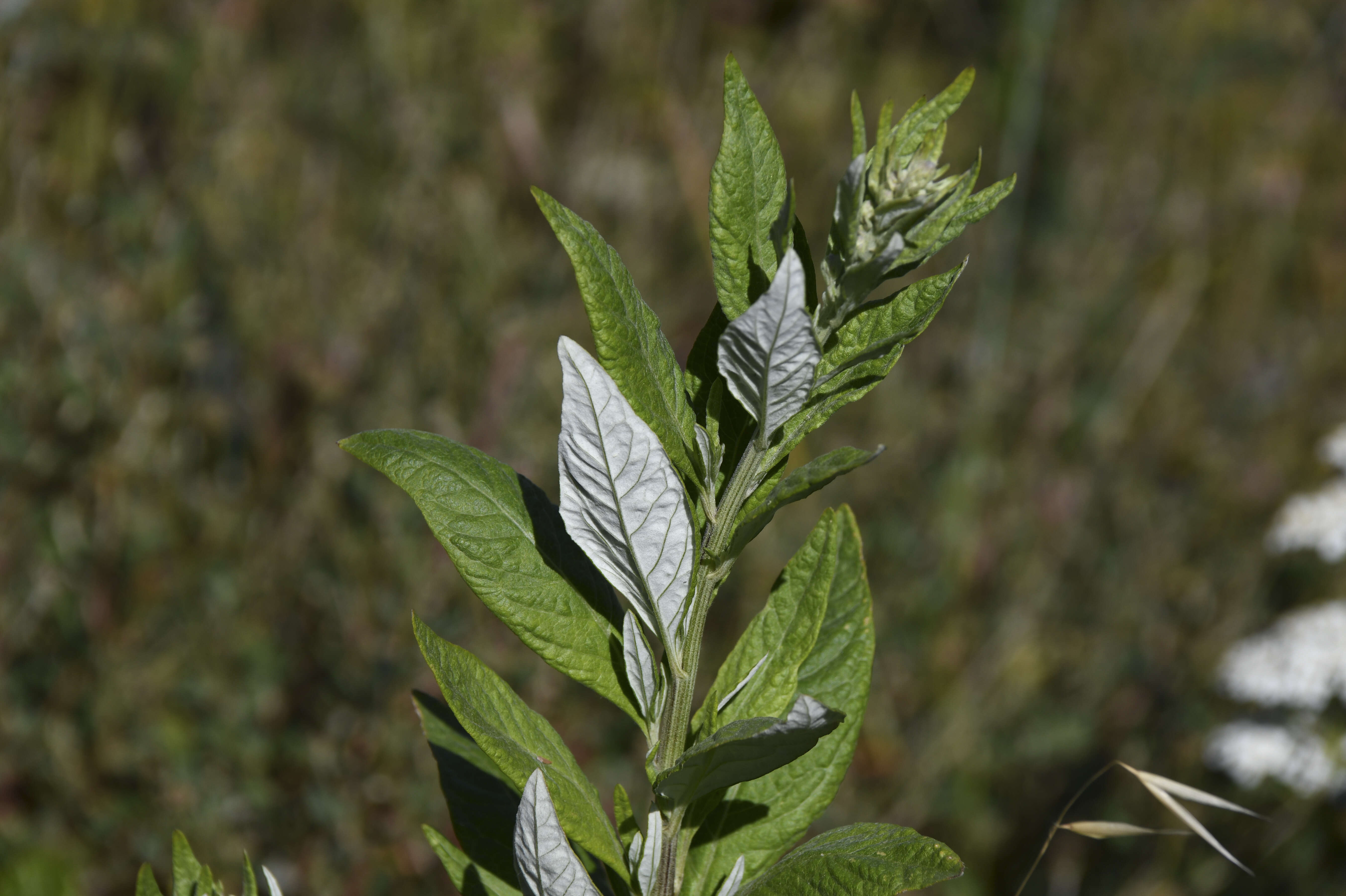 Image of Douglas' sagewort