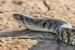 Image of Fowlea flavipunctatus