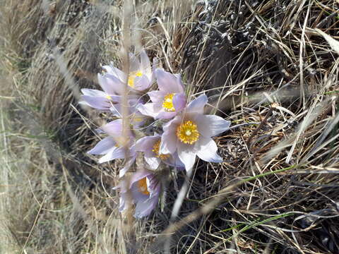 Image of Pulsatilla patens subsp. nuttalliana (DC.) Grey-Wilson