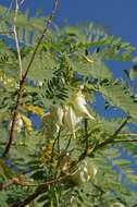 Sivun Sesbania formosa (F. Muell.) N. T. Burb. kuva