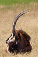 Image of Sable Antelope