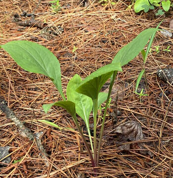 Image of Louisiana goldenrod