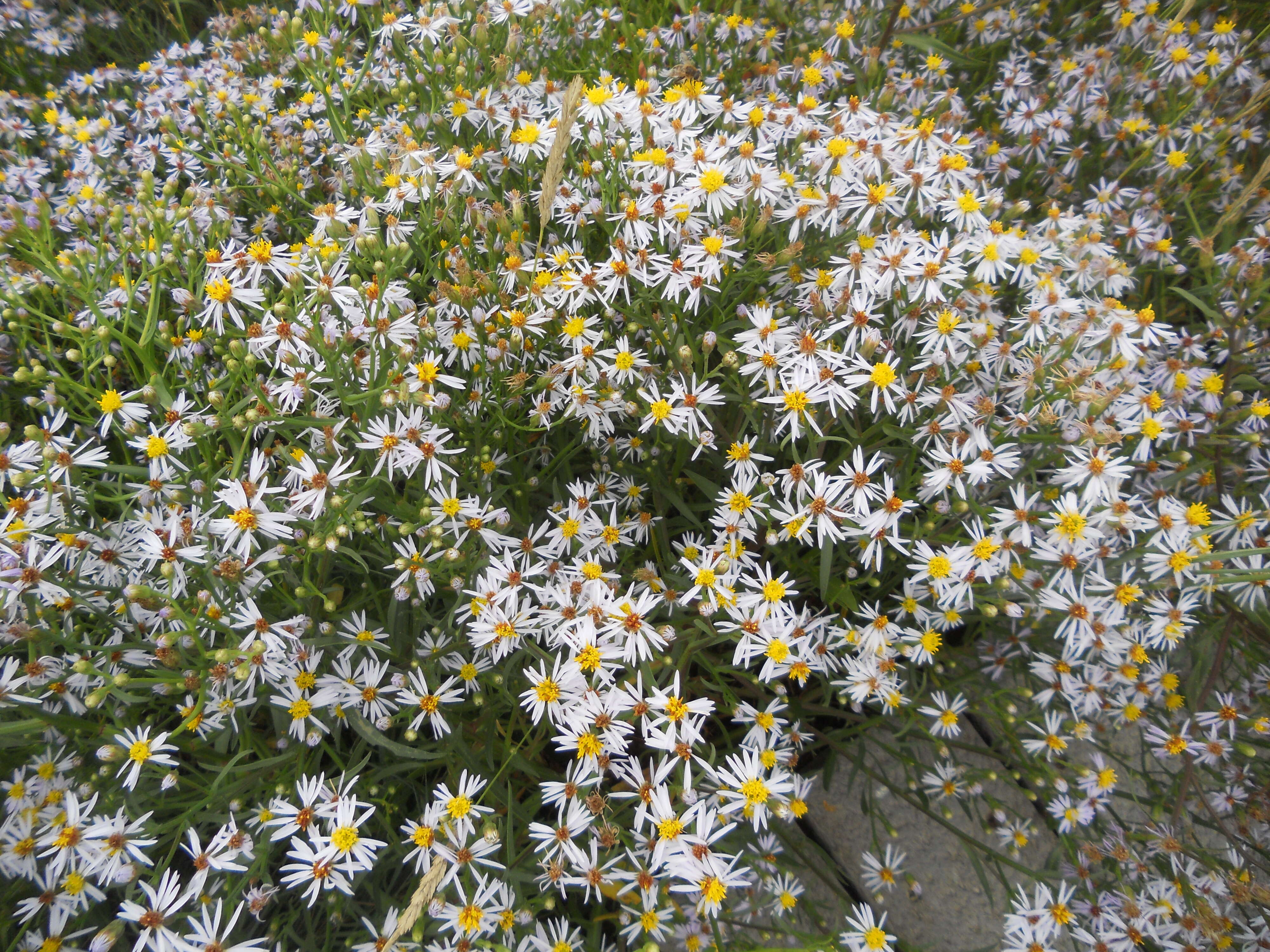 Image of sea aster