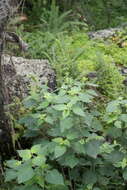 Image of Salvia mexicana L.