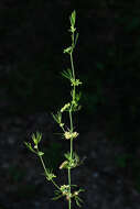 Image of marsh parsley