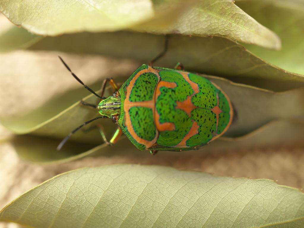 Image of Clown Stink Bug