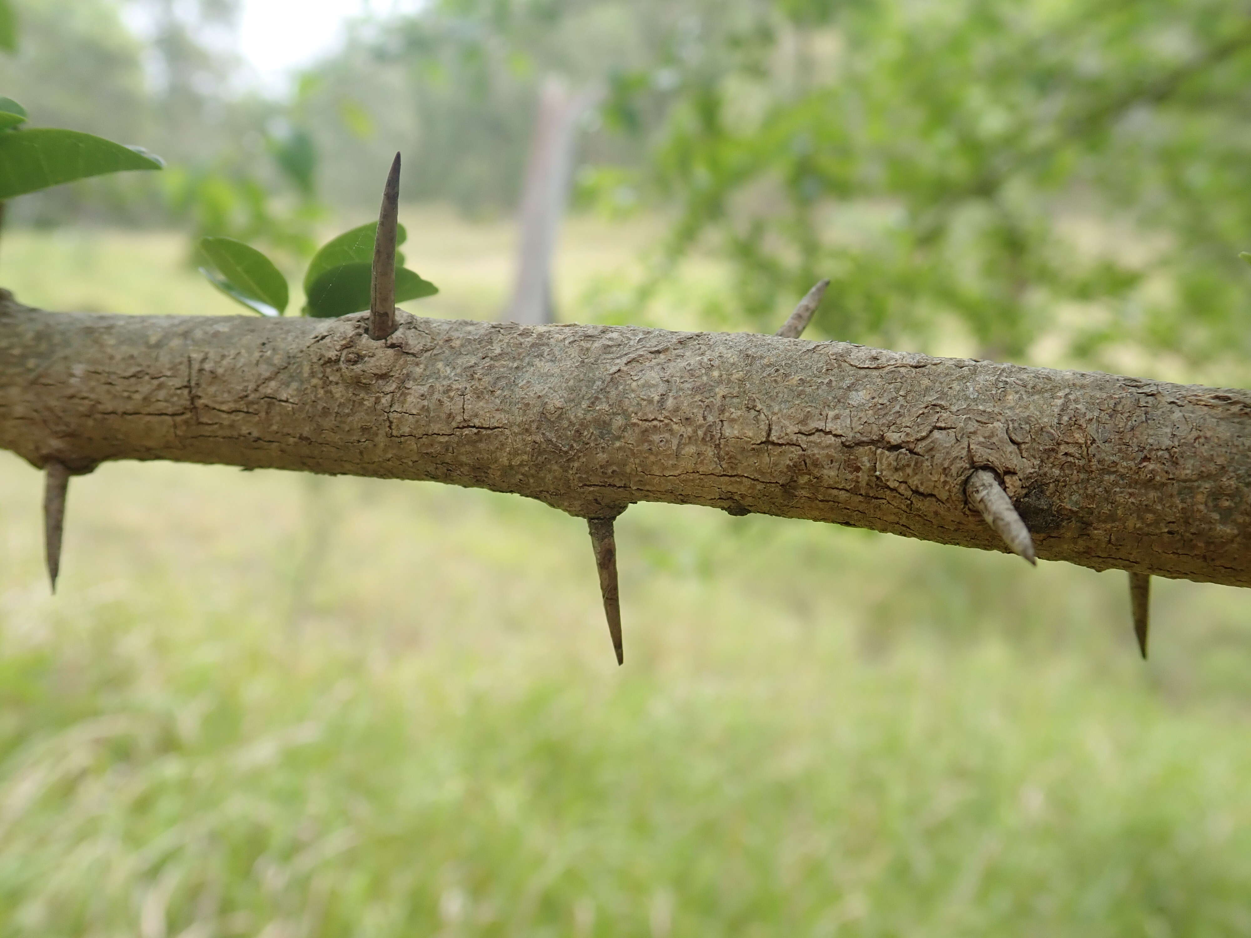 Image of Cudrania cochinchinensis (Lour.) Yakuro Kudo & Masamune